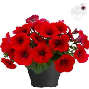 Afbeelding van Petunia TP26 Red